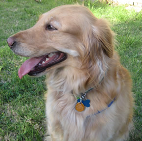 Maggie - Brick Doctor mascot